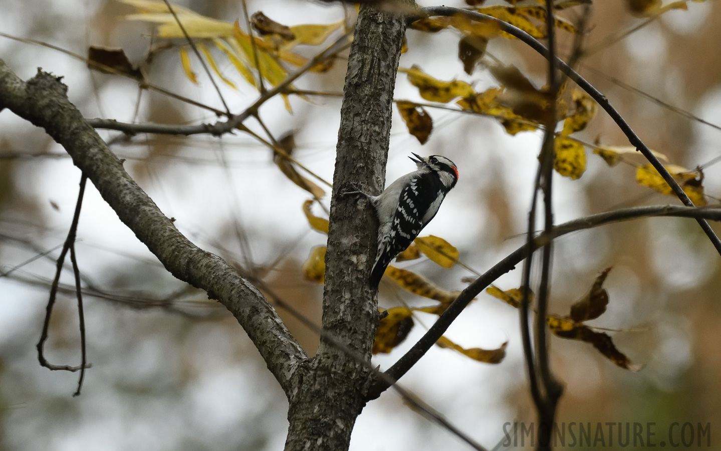 Dryobates pubescens pubescens [400 mm, 1/640 Sek. bei f / 7.1, ISO 2000]